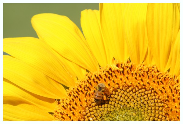Sunflower with Bee