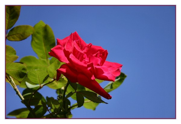 The Rose
