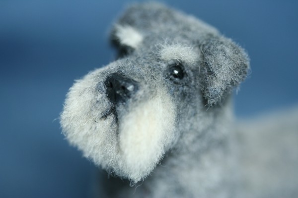 Schnauzer Dog Miniature