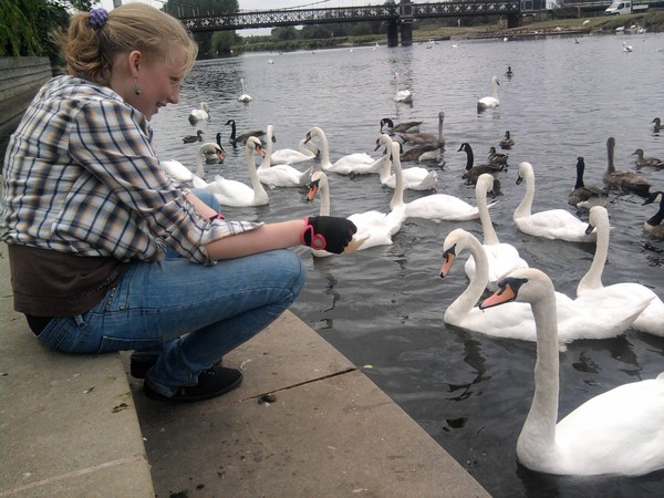Feeding the swans