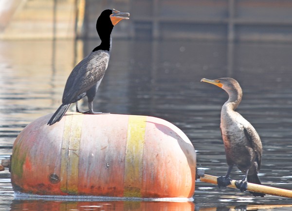 Cormorants