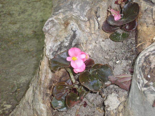 Stump