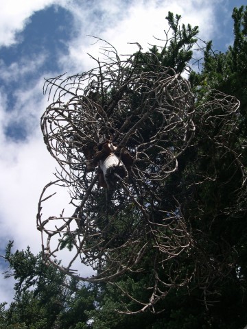 Hanging Tree