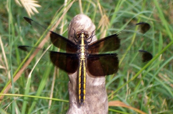 Dragonfly