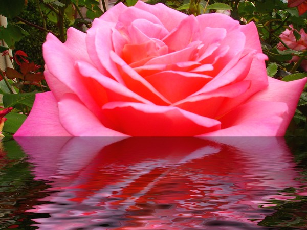 River of roses