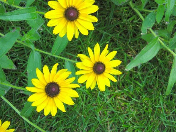 Daisies for Mothers