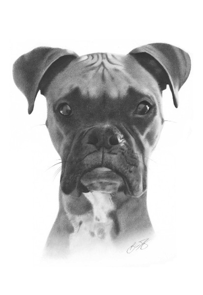 Tyson Dog Drawing