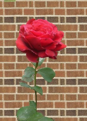 A single rose surounded bye a well of stone