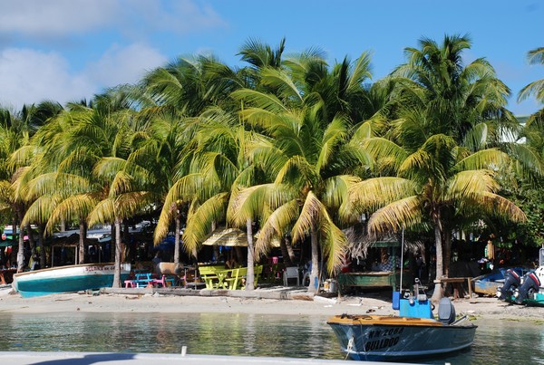 Palm Trees, Saint Marteen