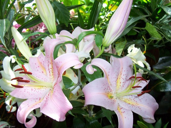 Lilies in The Light