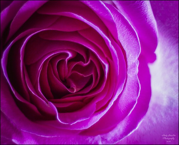 Just a Rose