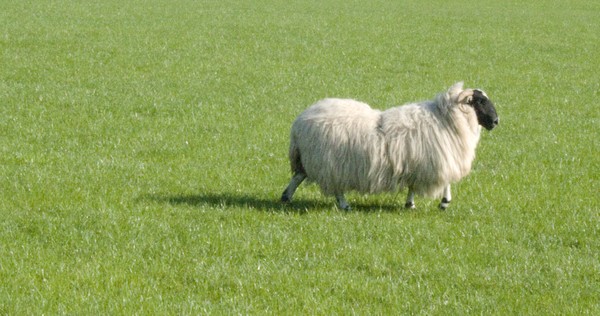 Scottish Blackface