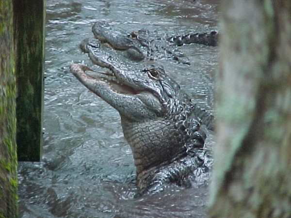 Aligator!!