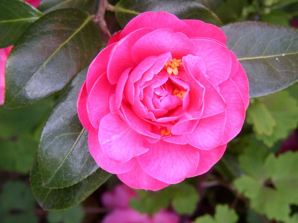 Susan's Camelia.