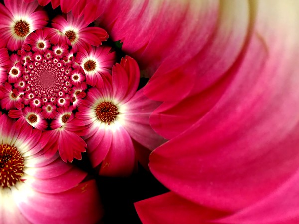Blushing Gerbera (One)