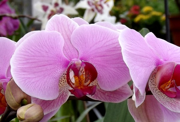Lavender Toned Orchids (Six)