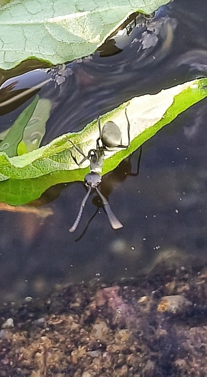ant at water