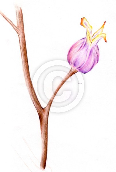 Flower kecil