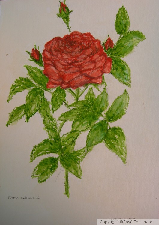 Rosa rejeitada !