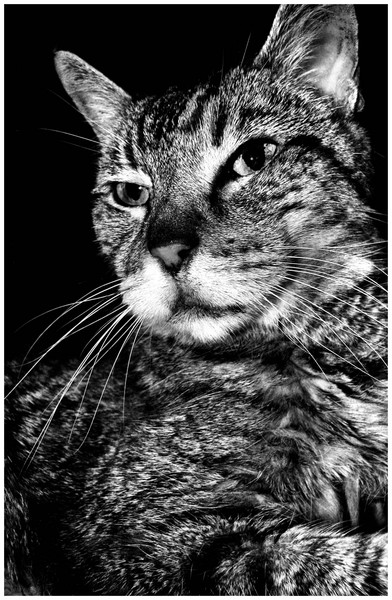 wise II