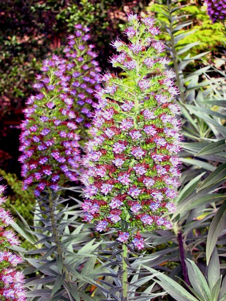 The Purp Flowers