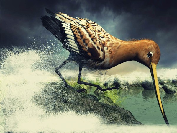 Blacktailed Godwit