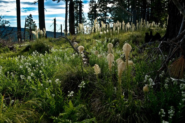 Wild Flowers at Cache Mountain