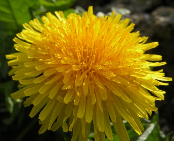 Weeds Among Friends