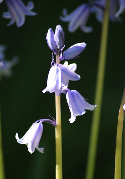 Blue Bells in my back yard