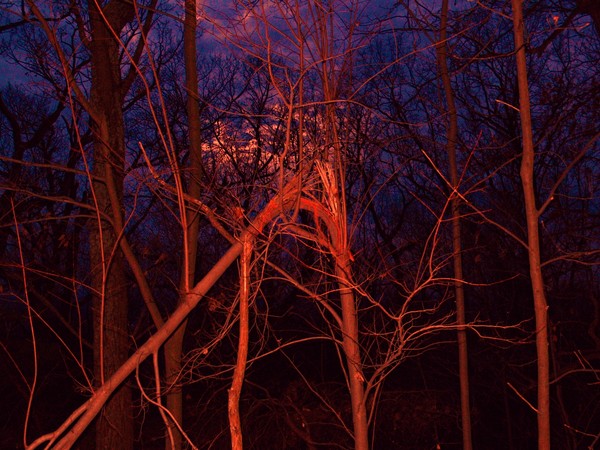 Bleeding Tree