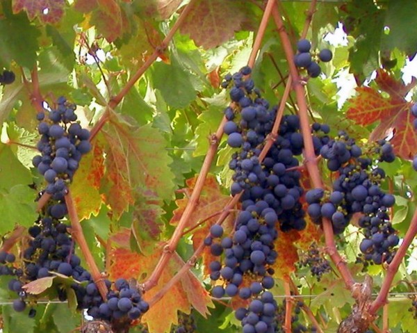 Harvest Time