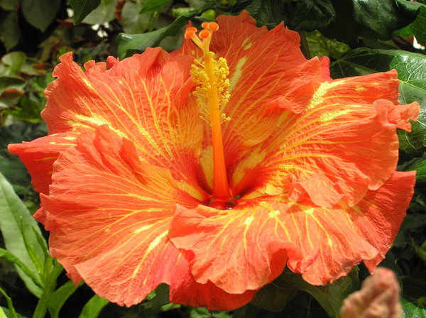 Orange Hibiscus