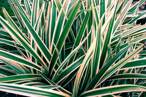 Grass