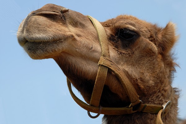 Camel Named Niles