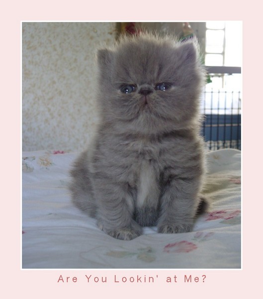 Are you Lookin' at Me?