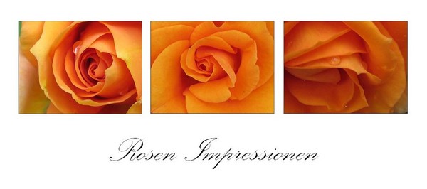 Rosen Impressionen
