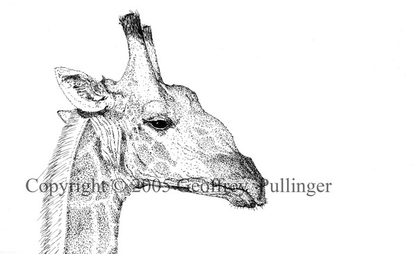 Giraffe Portrait