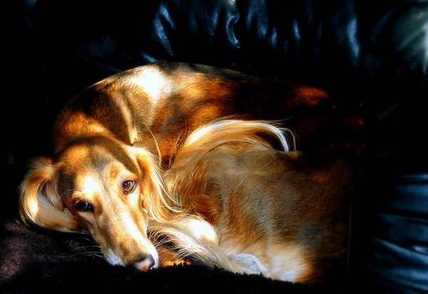If Only My Thoughts, Were Treats For Dogs