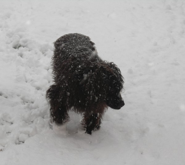 poppy in the snow 