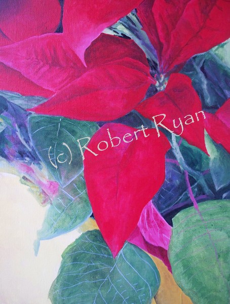 Poinsettias