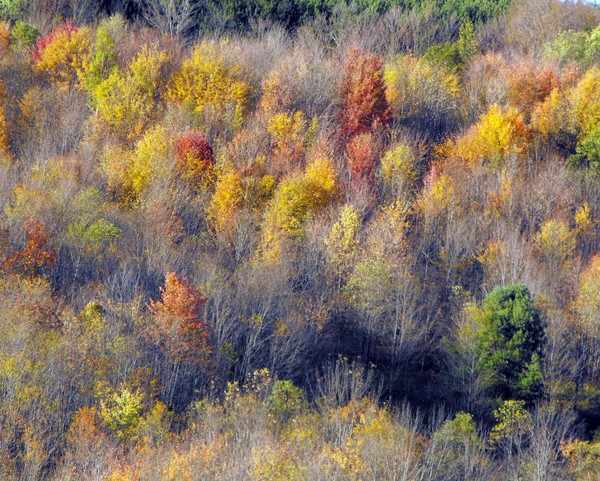 Foilage In The Catskills