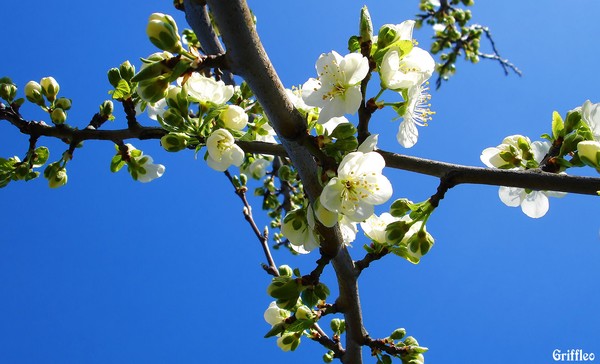 FIRST BLOSSOMING