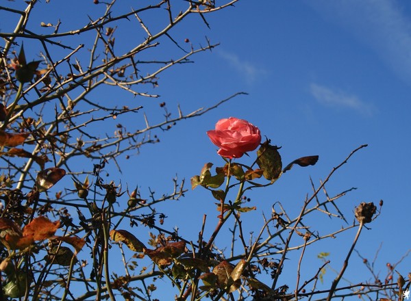 THE LAST ROSE