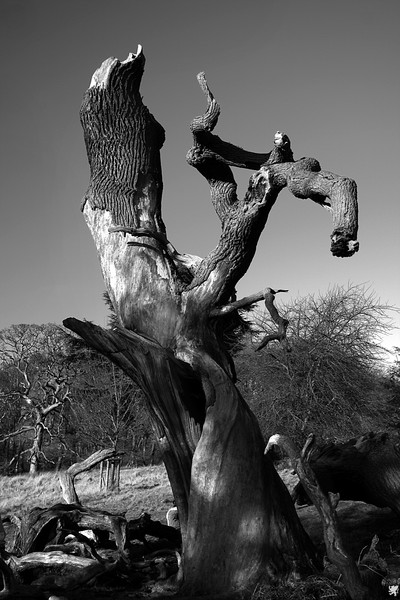 THE STUMP & SHADOW
