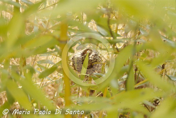 Nest