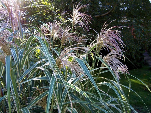 Grass