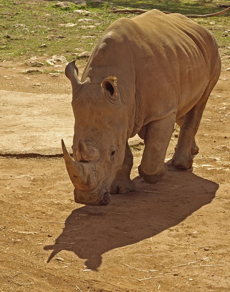 Male Rhino.