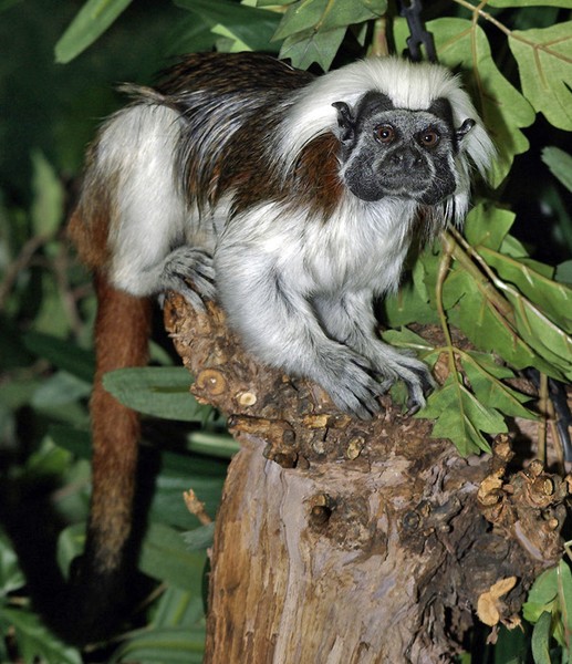 Cotton Top Tamarin.