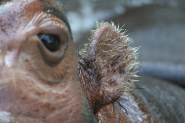 Hippo Hair