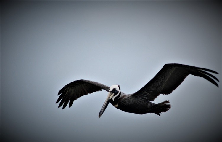 Brown Pelican In-flight